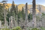 Geschwächt durch den Klimawandel mussten vor allem die Fichtenwälder Mitteleuropas in den letzten Jahren einiges durchmachen: Der Borkenkäfer hat bis zu 50 Prozent der Bäume abgetötet.