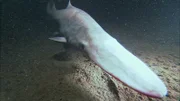 Mit seiner sensiblen Schnauze scannt der Koboldhai den Bodengrund nach versteckter Beute ab.
