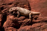 Ein kleiner Drache im Canyon: Der Chuckwalla ist perfekt angepasst an seinen extrem trockenen Lebensraum.