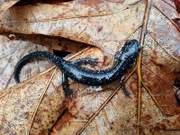 Die Great Smoky Mountains sind ein Paradies für Salamander. Der Silbersalamander ist nur eine der über 30 Arten im Nationalpark.