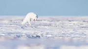 Hat ein Polarfuchs Geräusche von unter ihm huschenden und quietschenden Lemmingen vernommen, stürzt er sich durch die Schneedecke auf sie.
