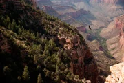 Lange Zeit waren sie die Könige der Lüfte: Truthahngeier. Aber jetzt ist der wesentlich größere Kondor zurück im Grand Canyon.
