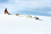 Ein Huskyschlitten im Tiefschnee - das bedeutet für die Hunde Schwerarbeit. Ihr Körperbau ist an die Schneeverhältnisse perfekt angepasst: die breiten Pfoten verhindern ein zu tiefes Einsinken.