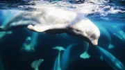 Mehr als 30 Kilometer vom nächsten offenen Gewässer entfernt, tummeln sich Belugawale in einem Eisloch als letzten Zugang zu Sauerstoff.