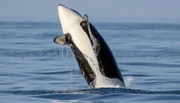 Lange Zeit war “Killerwal“ der verbreitete Name für Schwertwale. Heute bevorzugen Zoologen den Namen “Orca“.