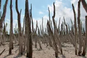 Mangrovenwurzeln in der Gezeitenzone. Riesige Gebiete der Florida Bay sind mit Mangroven bedeckt.