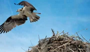 Fischadler gehören zu den Greifvögeln, die man in der Florida Bay und den Everglades beobachten kann. Sie bauen große Nester, die sie häufig mehrere Jahre nutzen.