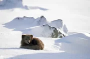 Ein einsamer Polarfuchs durchstreift die Berge auf der Suche nach seiner Gefährtin.