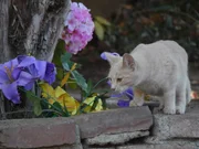 A light gold cat on bricks. A light gold cat on bricks.