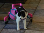 Ziggy in a cart on the tile floor.