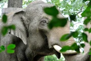 Richtig gut gehen lässt es sich heute Elefantenbulle Victor im Zoo, denn er kommt in den Genuss eines heißen Bades.