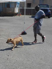 Earl walks the dog away from a trailer the during meet and greet.