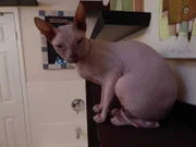 Igor sitting on the shelf.