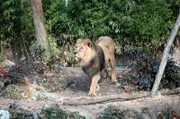 Der Löwe Kashi im Frankfurter Zoo.