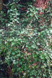 Der Efeu ist immergrün und kann mehrere hundert Jahre alt werden. Mit Hilfe von Haftwurzeln klettert er an Mauern und Bäumen hinauf, bis in eine Höhe von 20 Metern.