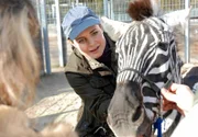 Dr. Mertens (Elisabeth Lanz) muss den neuen Zebrahengst behandeln, der eine kleine Schürfwunde hat.