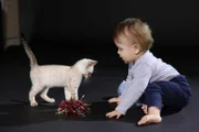 Das Kindchenschema lässt uns sowohl Babys als auch Kätzchen unglaublich süß finden