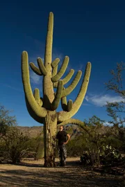 Der gigantische Saguaro Kaktus ist das wohl berühmteste Merkmal des Nationalparks, der 1994 gegründet wurde. Das Gebiet stand jedoch bereits seit 1934 unter Schutz.