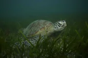 Grüne Meeresschildkröte im Seegras am Großen Barriere Riff.