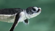 Junges der Grünen Meeresschildkröte.
