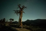 Ein Bild wie aus einem Tim Burton Film. Eine Kiefer im Yosemite Nationalpark bei Nacht.