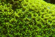 Korallenpolypen (Goniopora sp), Großes Barriere Riff.
