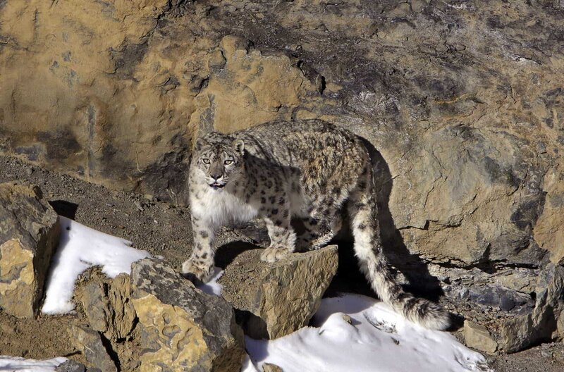Himalaja - Heimat der Schneeleoparden (IND, 2022)