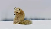 In den Rockies jagen Füchse auch im Winter nach Mäusen: sie lauschen auf das kleinste Geräusch – und tauchen kopfüber in den Schnee. Sie sind nicht jedes Mal erfolgreich – aber bei vielen Füchsen genügt es, um zu überleben.