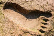 Großfuß. Fußabdruck des Yetis.