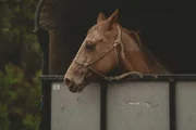 Das Wildpferd Blaze wurde von dem zwielichtigen Pferdedieb Adam in einem Transporter eingesperrt.©