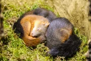 Der Nestkobel bietet jungen Eichhörnchen die nötige Sicherheit und Geborgenheit.