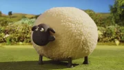 Shaun muss das große Schaf Shirley jeden Morgen auf die Weide schieben.