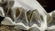 Fossile Zahn- und Wirbelfunde von Megalodon lassen darauf schließen, dass sein Kiefer über drei Meter breit und über 2,5 Meter hoch gewesen sein musste.
