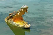 Krokodilkiefer