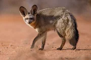 Löffelhunde gehören zu den typischen Bewohnern der Kalahari.