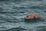 Jeff, das Prothesenschwein im Ozean.