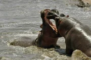 Zwei Nilpferde kämpfen im Fluss. Im Kampf mit ihren Rivalen verwunden sie sich teils schwer.