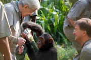 In der Auffangstation für beschlagnahmte Wildtiere in Entebbe kamen Frank Elstner (li.) und Matthias Reinschmidt (re.) den Schimpansen ganz nah.