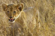 Ein Löwenjunges im trockenen Gras: In extremen Umweltbedingungen müssen die Tiere Wege finden, sich mit genügend Wasser und Nahrung zu versorgen.