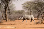 Spitzmaulnashörner gehören zu den stark bedrohten Tierarten Namibias.