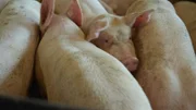Sternekoch Nelson Müller deckt auf, wie viel Schweinefleisch wir essen: Es ist überall versteckt. Das hat Folgen für unsere Gesundheit und die Umwelt.