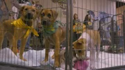(DOG BOWL) Puppies at Dog Bowl.
