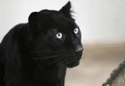 Der schwarze Panther verhält sich auffällig und kratzt sich ständig.