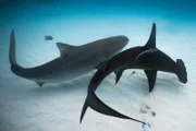 A hammerhead and tiger shark bend away from each other as they pass.