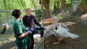 Pelikandame Dori aus dem Opel-Zoo wird von Pflegerin Mona de Vries und ihrer Kollegin Anna gefüttert.