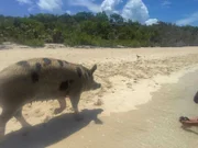 Exuma, Bahamas - Nahaufnahme eines Schweins, das über den Sand läuft.