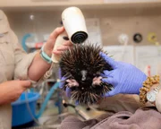 Echidna getting dried with a hair dryer at Australia Zoo Wildlife Hospital