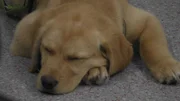 Labrador-Welpe "Siwa" soll in der Tierklinik gechipt und geimpft werden. Die 12 Wochen alte Hündin ist nicht nur Familienhund, sondern soll schon bald zum Therapiehund ausgebildet werden.