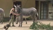 Zebra Nike aus dem Frankfurter Zoo hat scheinbar nichts gegen eine Schrubbeinheit von Pfleger Walter Arlt.