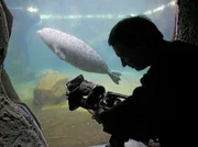 Der Radio-Bremen-Kameramann Stefan Paul nimmt im "Zoo am Meer" in Bremerhaven einen tauchenden Seelöwen aus der Unterwasserperspektive der Anlage auf.